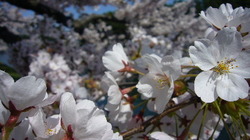 sakura-1.JPG